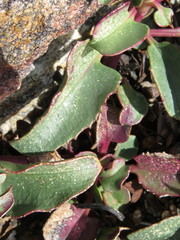Penstemon clevelandii