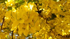Cassia leptophylla