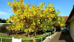 Cassia leptophylla