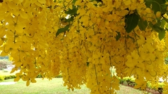 Cassia leptophylla