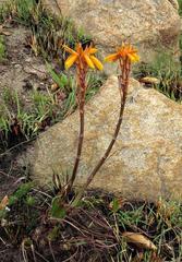 Aloe chortolirioides var. chortolirioides image