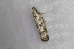 Dichomeris inversella