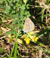 Polyommatus icarus