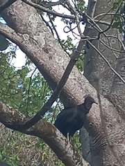 Coragyps atratus