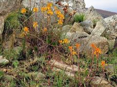 Aloe chortolirioides var. chortolirioides image