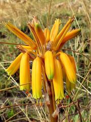 Aloe chortolirioides var. chortolirioides image