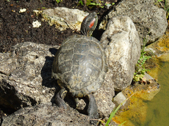 Trachemys scripta elegans