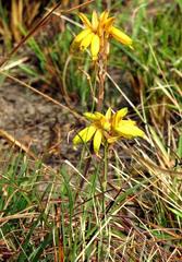 Aloe chortolirioides var. chortolirioides image