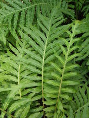 Blechnum moorei