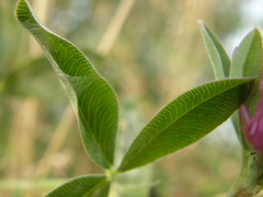 Trifolium medium