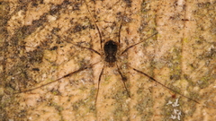 Oligolophus