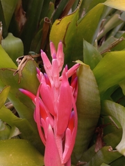 Billbergia pyramidalis