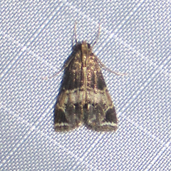 Usingeriessa