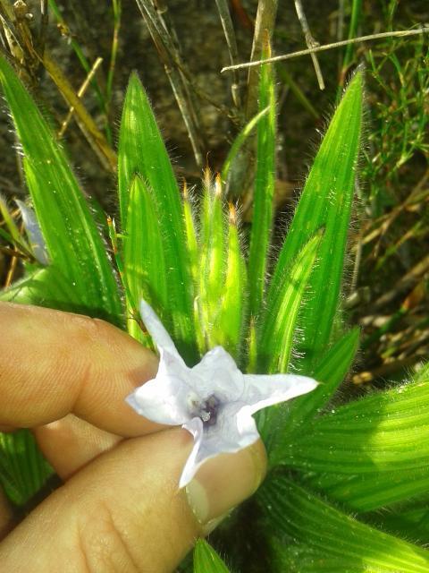 Babiana villosula from Paarl Mountain, Windmeul, Noord... &lt;h3&gt;pale babiana&lt;/h3&gt;&lt;br&gt; · iNaturalist Babiana villosula