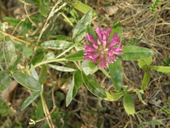 Trifolium medium