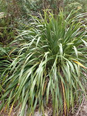 Phormium cookianum hookeri