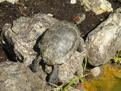 Trachemys scripta elegans