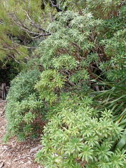 Macrolearia oporina