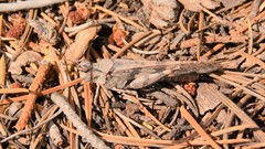 Trimerotropis cincta