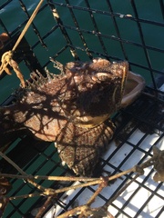 Hemitripterus americanus