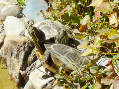 Trachemys scripta elegans
