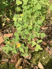 Oxalis stricta