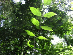 Philadelphus incanus
