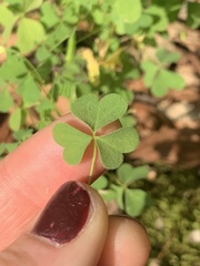 Oxalis stricta