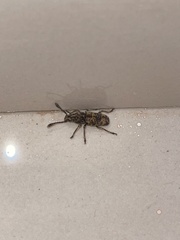 Basitropidini