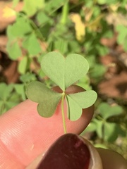 Oxalis stricta