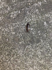 Forficula auricularia