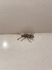 Basitropidini