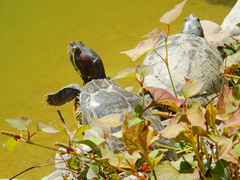 Trachemys scripta elegans