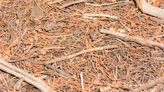 Trimerotropis cincta