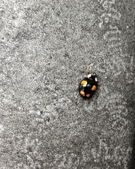 Harmonia axyridis