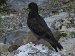 Columba livia