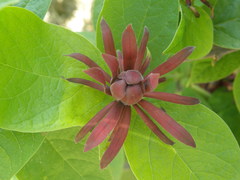 Calycanthus fertilis