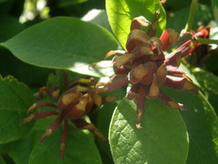 Calycanthus fertilis