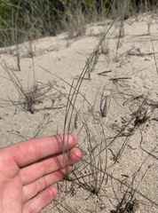 Festuca trachyphylla
