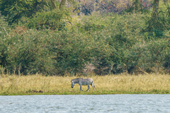 Equus quagga crawshayi