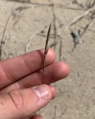 Festuca trachyphylla