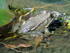 Pelophylax