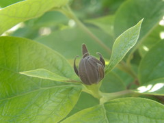 Calycanthus fertilis