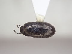 Blapstinus metallicus