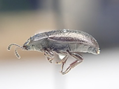 Blapstinus metallicus