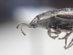 Blapstinus metallicus