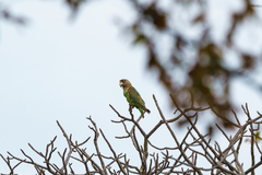 Poicephalus fuscicollis suahelicus