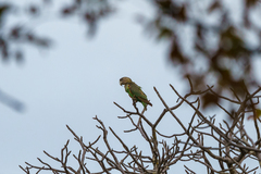 Poicephalus fuscicollis suahelicus