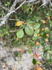 Terminalia boivinii