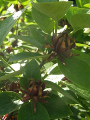 Calycanthus fertilis